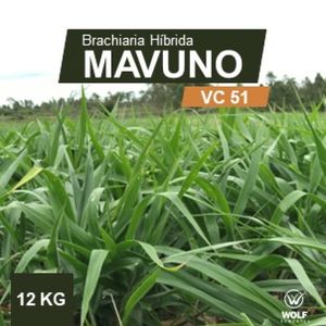 Sementes para Capim Brachiaria Híbrida MAVUNO VC51 12kg