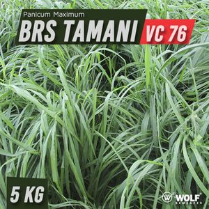 Sementes para Capim BRS TAMANI VC76 (Saco de 5kg)